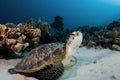 Green Turtle Royalty Free Stock Photo