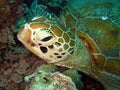 Green Turtle Royalty Free Stock Photo