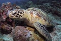 Green Turtle