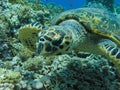 Green Turtle Royalty Free Stock Photo