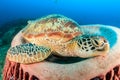 Green Turtle and barrel sponge Royalty Free Stock Photo