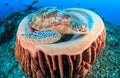 Green Turtle and barrel sponge