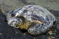 Green Turtle Basking