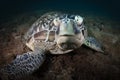 A green Turtle - Chelonia mydas with sun rays Royalty Free Stock Photo