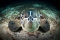 A green Turtle - Chelonia mydas with sun rays Royalty Free Stock Photo