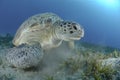 Green turtle on a bed of seagrass.