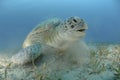 Green turtle on a bed of seagrass.