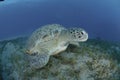 Green turtle on a bed of seagrass.