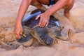 Green turtle on beach being tagged and measured. Fernando de Noronha. Brazil.