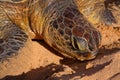 Green turtle on beach being tagged and measured. Fernando de Noronha. Brazil.