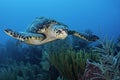 Green Turtle