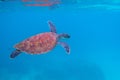 Green turtle in blue ocean. Exotic marine turtle underwater photo. Oceanic animal in wild nature. Summer vacation Royalty Free Stock Photo