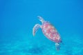 Green turtle in blue sea water. Sea turtle underwater photo. Wild marine animal in oceanic environment