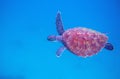 Green turtle in blue undersea photo. Sea turtle underwater closeup. Oceanic animal in wild nature Royalty Free Stock Photo