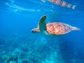 Green turtle in blue water. Seashore lagoon and tortoise. Wild green turtle in tropical lagoon. Royalty Free Stock Photo