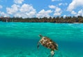 Green turtle at Caribbean beach Royalty Free Stock Photo