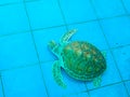 Green turtle or Chelonia mydas Royalty Free Stock Photo