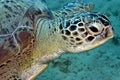 Green turtle (chelonia mydas) Royalty Free Stock Photo