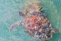 Green turtle (Chelonia mydas) feed in coop Royalty Free Stock Photo