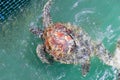 Green turtle (Chelonia mydas) feed in coop