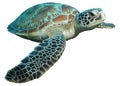 Green turtle (Chelonia mydas) isolated