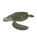 Green turtle Chelonia mydas isolated on a white. 3D illustration