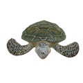 Green turtle Chelonia mydas isolated on a white. 3D illustration