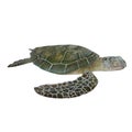 Green turtle Chelonia mydas isolated on a white. 3D illustration Royalty Free Stock Photo