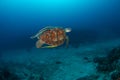 Green turtle (Chelonia mydas) with remora