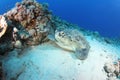 Green turtle (chelonia mydas) resting in reef Royalty Free Stock Photo
