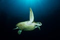 Green Turtle - Chelonia mydas