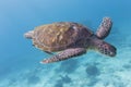 Green Turtle (Chelonia mydas) at Similan island, Thailand