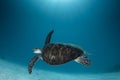 A green Turtle - Chelonia mydas with sun rays Royalty Free Stock Photo