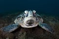 A green Turtle - Chelonia mydas with sun rays Royalty Free Stock Photo