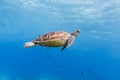 Green turtle,Apo Island, Philippines Royalty Free Stock Photo