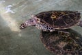 Green Turtle or Chelonia mydas swimming under the water. Sea turtles swim in the pond. Royalty Free Stock Photo