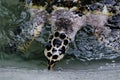 Green Turtle or Chelonia mydas swimming under the water. Sea turtles swim in the pond. Royalty Free Stock Photo