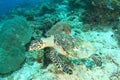 Green turtle with chip