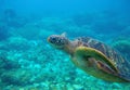 Green turtle close look. Exotic marine turtle underwater photo. Oceanic animal in wild nature