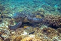 Green turtle and coral fish underwater photo. Sea turtle closeup. Oceanic animal in wild nature Royalty Free Stock Photo