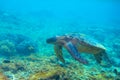 Green turtle in coral reef. Exotic marine turtle underwater photo. Oceanic reptile in wild nature. Summer vacation trip Royalty Free Stock Photo