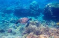 Green turtle in corals undersea photo. Sea turtle underwater closeup. Oceanic animal in wild nature Royalty Free Stock Photo