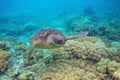 Green turtle in corals underwater photo. Sea turtle closeup. Oceanic animal in wild nature. Summer vacation activity Royalty Free Stock Photo