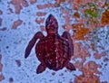 green turtle cubs in captivity