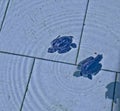 green turtle cubs in captivity