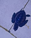 green turtle cubs in captivity