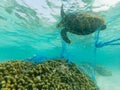 Green turtle and a discarded fishing net Royalty Free Stock Photo