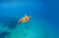 Green turtle dives in blue sea water. Sea landscape with tortoise.
