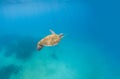 Green turtle dives in blue sea water. Sea scenery with tortoise.