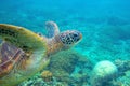 Green turtle dives up underwater photo. Sea turtle closeup. Oceanic animal in wild nature